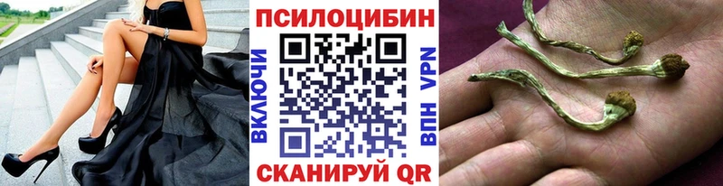 где найти   Шахты  Псилоцибиновые грибы прущие грибы 